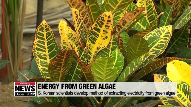 Local researchers produce electricity using green algae
