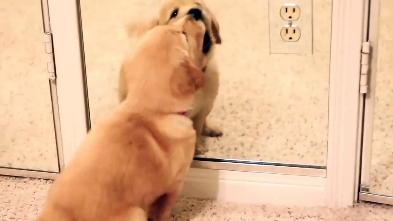 puppy's mirror game