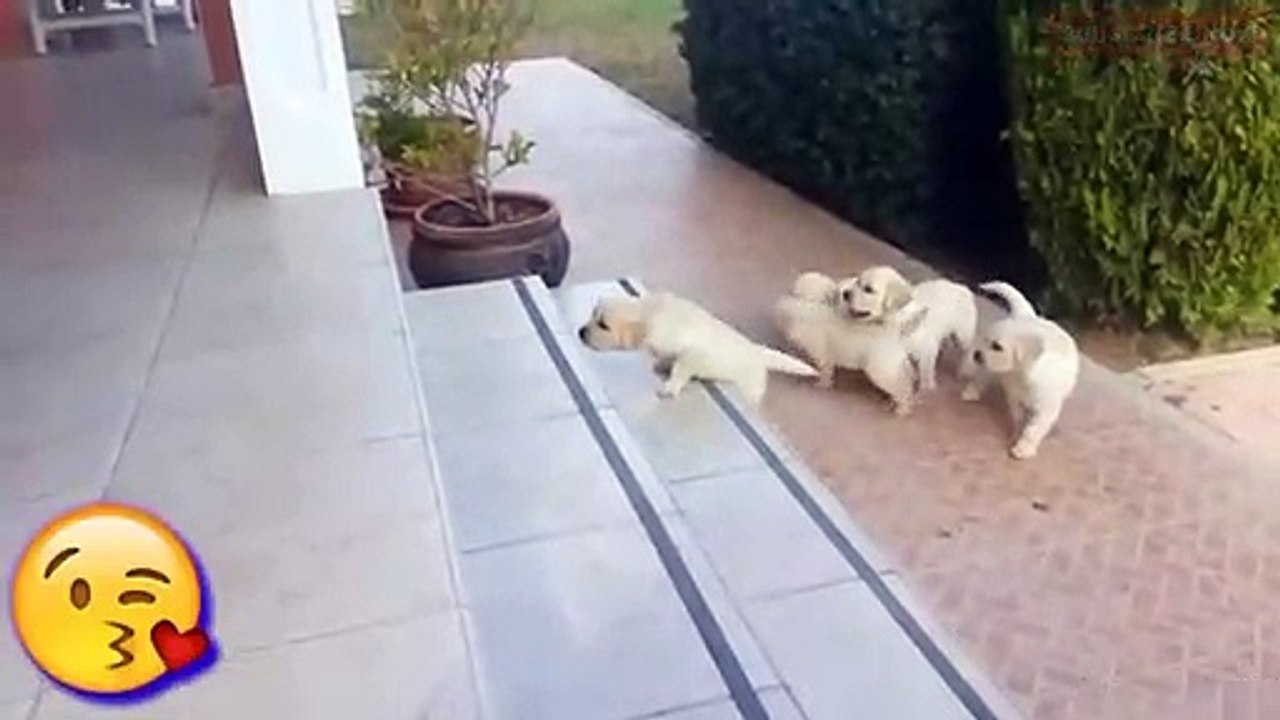 Cute dog s