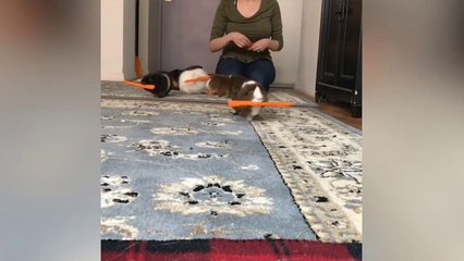Guinea Pig Happily Eats Snacks