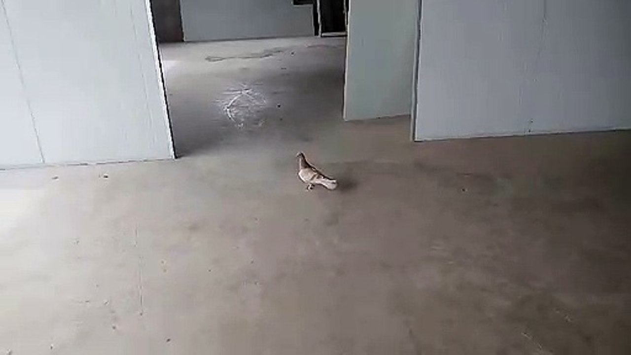 Pigeon with color strange - Chim bồ câu với màu lông lạ