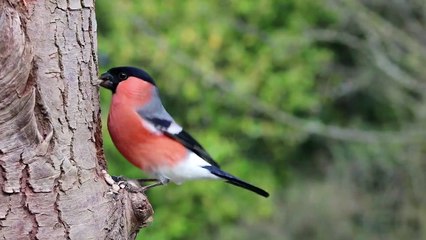 Bullfinch eating-Pyrrhula pyrrhula Bird - Chim sẻ ức đỏ đang ăn