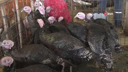 Hindiye Bir Zam Daha Yolda