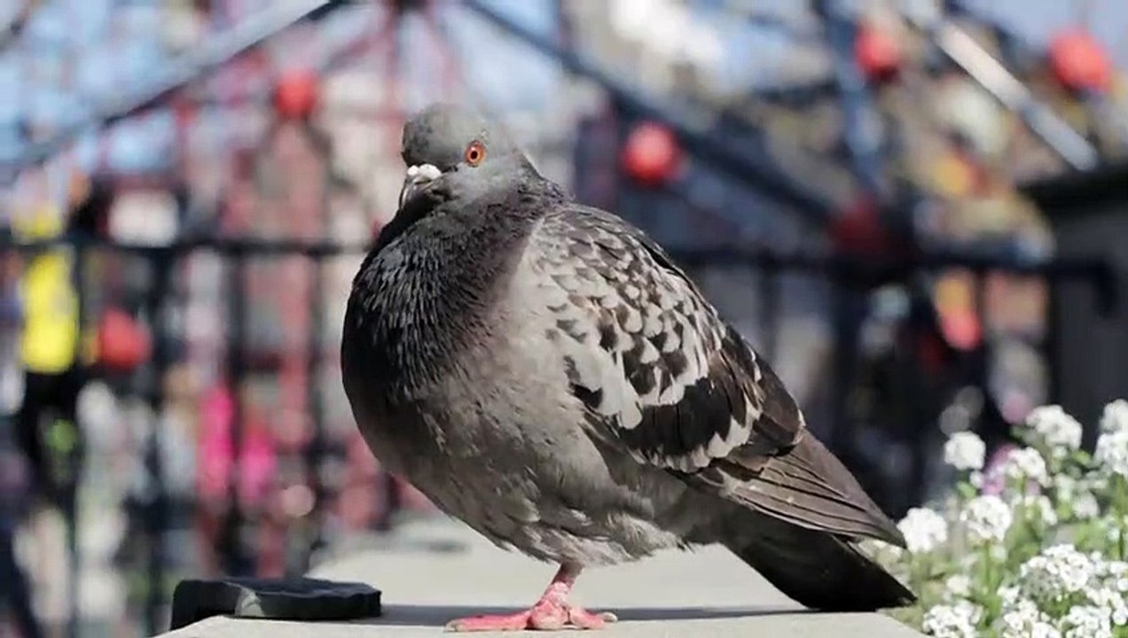 Pigeon-look closed - Cận cảnh chim bồ câu