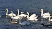 Swans with Ducks (white-bird) - Thiên Nga và vịt cùng bơi