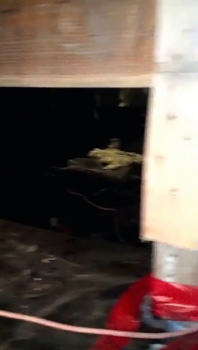 Rodent exterminator gets rid of House rat  mice Mouse