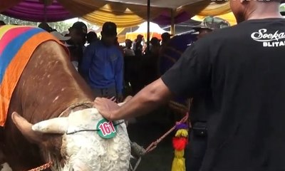 Video herunterladen: Kontes Ternak Sapi dan Kambing di Jember