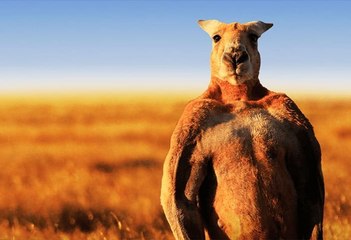 Roger, le kangourou australien bodybuildé nous a quitté...