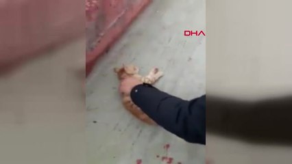 Kocaeli Küçük Kedi Kalp Masajıyla Hayata Döndü
