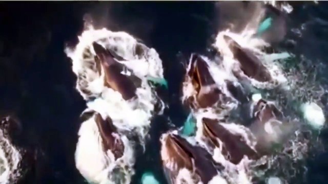 نبذة جميلة من قصة سيدنا يونس عليه السلام مع الحوت