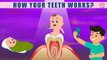 How Your Teeth Works? - The Dr. Binocs Show | Best Learning Videos For Kids | Peekaboo Kidz