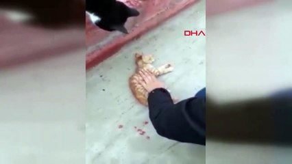 Kedinin duran kalbi masajla çalıştırıldı
