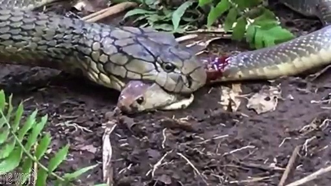 KING COBRA vs COBRA