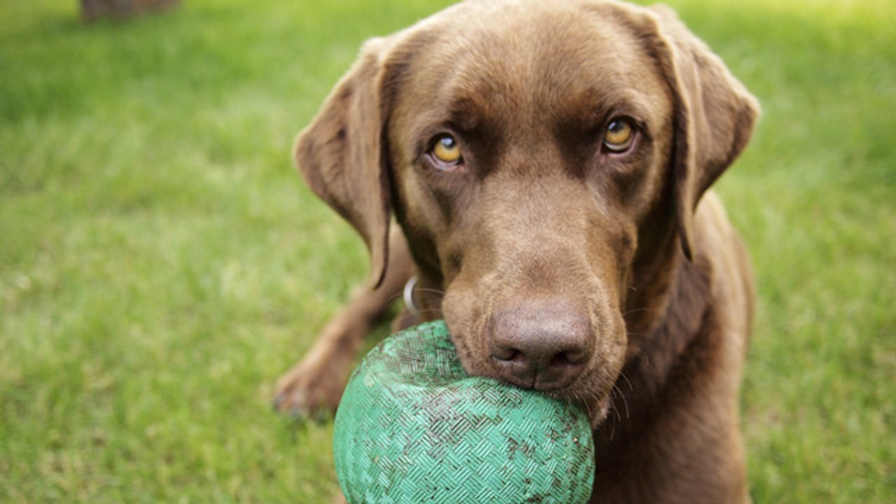 Los nombres de perros más populares de 2018