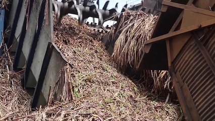 فيديو: تعرف على الجزيرة التي استبدلت قصب السكر بالنفط!