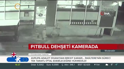 Pitbull dehşeti kamerada