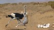 Mother Ostrich Defends Her Eggs From Cheetah But Fail - Eggs Eaten By Lion