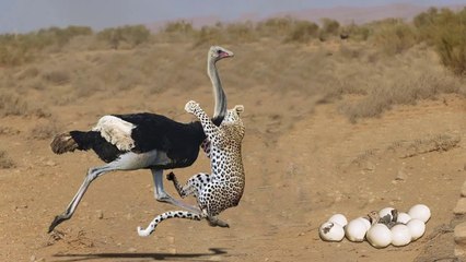 Mother Ostrich Defends Her Eggs From Cheetah But Fail - Eggs Eaten By Lion