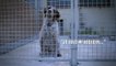 La vidéo touchante de la Fondation "30 millions d'amis" pour aider les animaux des refuges à l'approche de l'hiver - Regardez