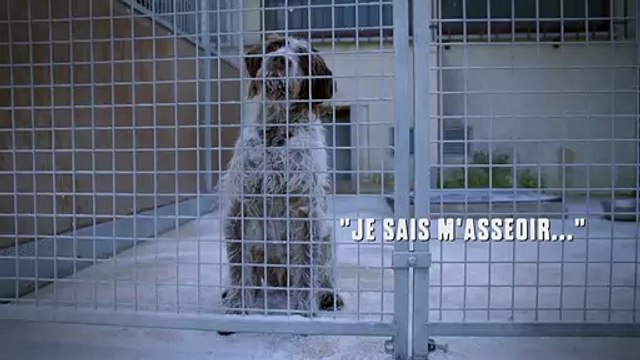 La vidéo touchante de la Fondation 30 millions d'amis pour aider les animaux des refuges à l'approche de l'hiver - Regardez