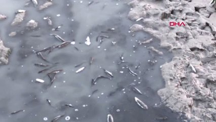 Zonguldak Hes Barajındaki Balık Ölümleriyle İlgili Firmaya Para Cezası