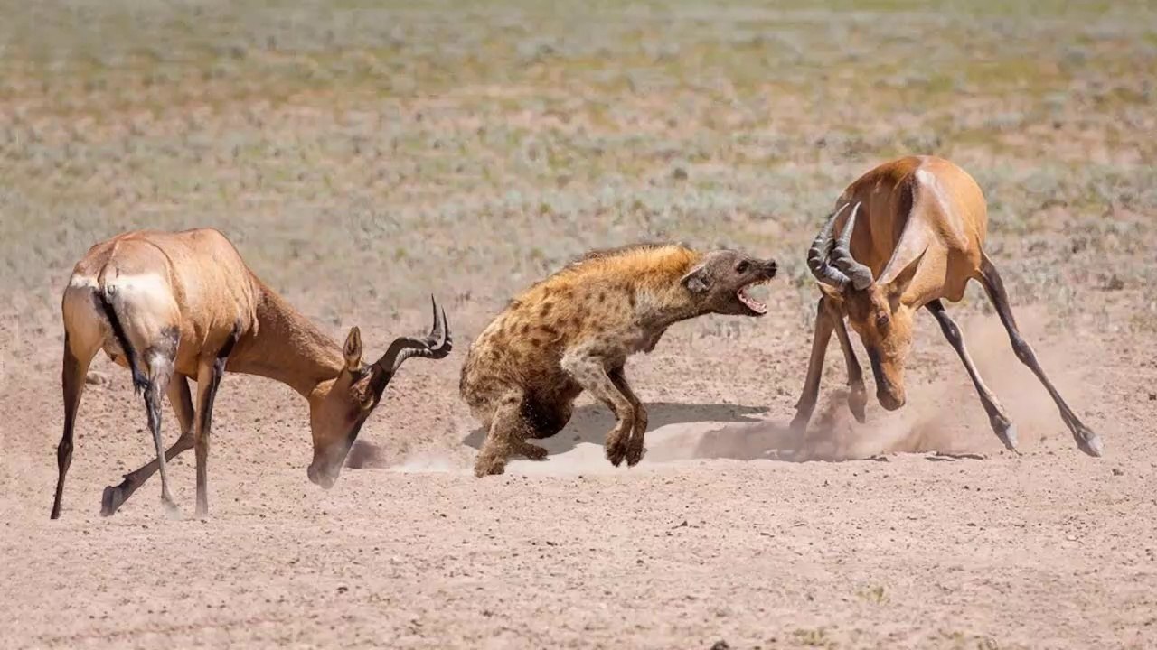 Hyena VS Hartebeest