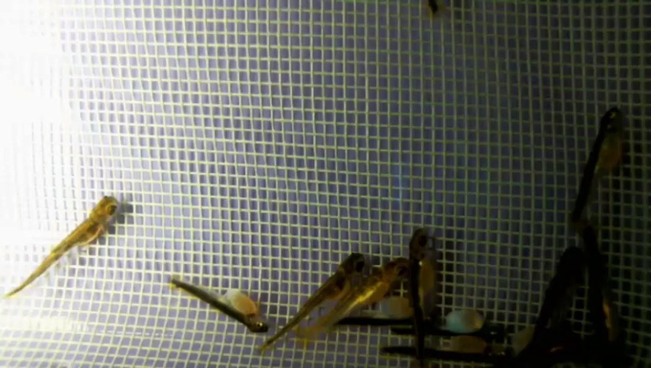 EPCAMR's Brook Trout Tank Live Stream 12/10/18 Strong Swimming Alevin