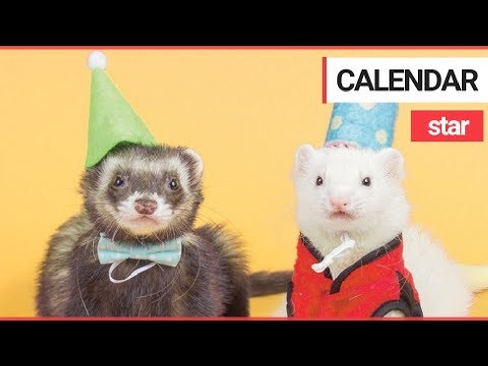 Festive Ferret in his Own Calendar has Already Raked in $3K in Sales Ahead of the Holidays | SWNS TV