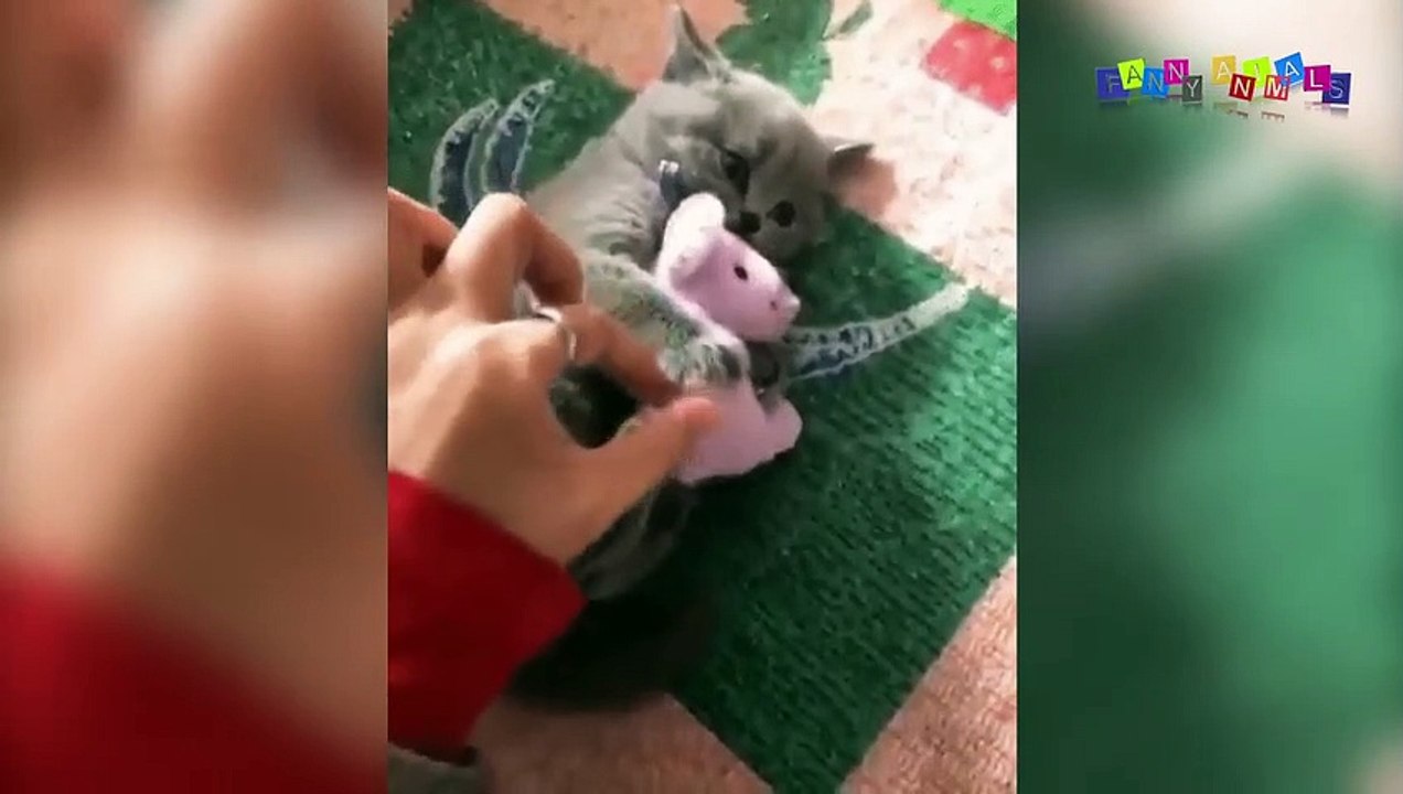 Просто приколы с котанами. Купание рыжего кота.