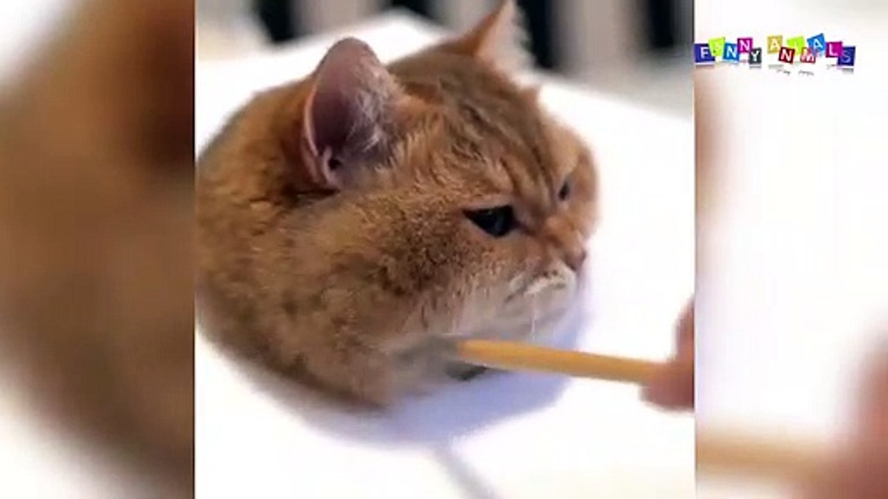 Просто приколы с котанами. Мне так удобно!