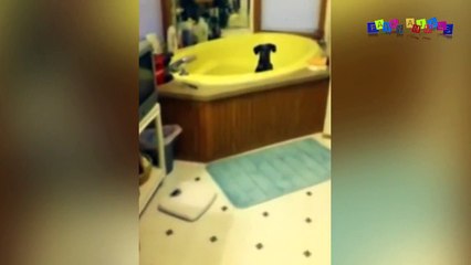 Смешное видео про собак и кошек. Хочу купаться.