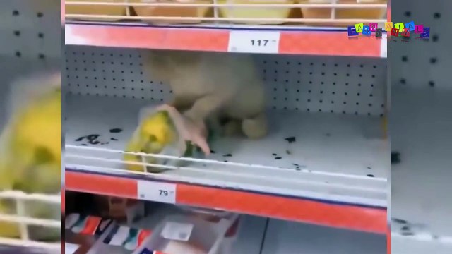 Разные приколы с разными животными. Кот на витрине.