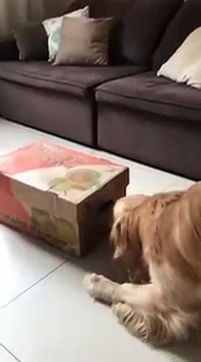 Un chien souhaite la bienvenue à deux chiots