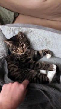 Ce chatton veut pas dormir sans son doudou favori et c'est tellement mignon