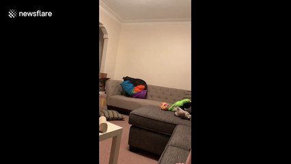 Great Dane puppy realises the sofa isn’t as big as he thought