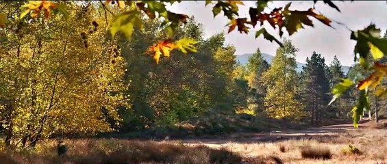 Nuri Bilge Ceylan : L'intégrale