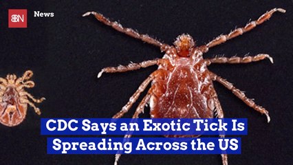 A New Tick Infestation Is Causing Health Issues
