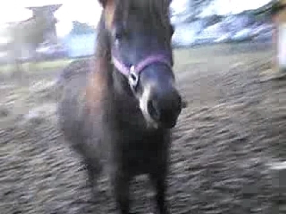 Lady et Champion mangent du pain