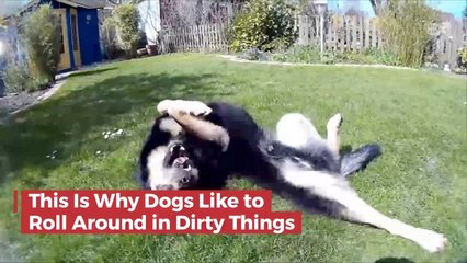 Why Dogs Like To Roll In Stuff