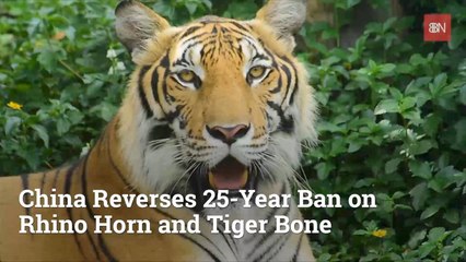 Rhino Horns And Tiger Bones Are Sadly Allowed In China Again