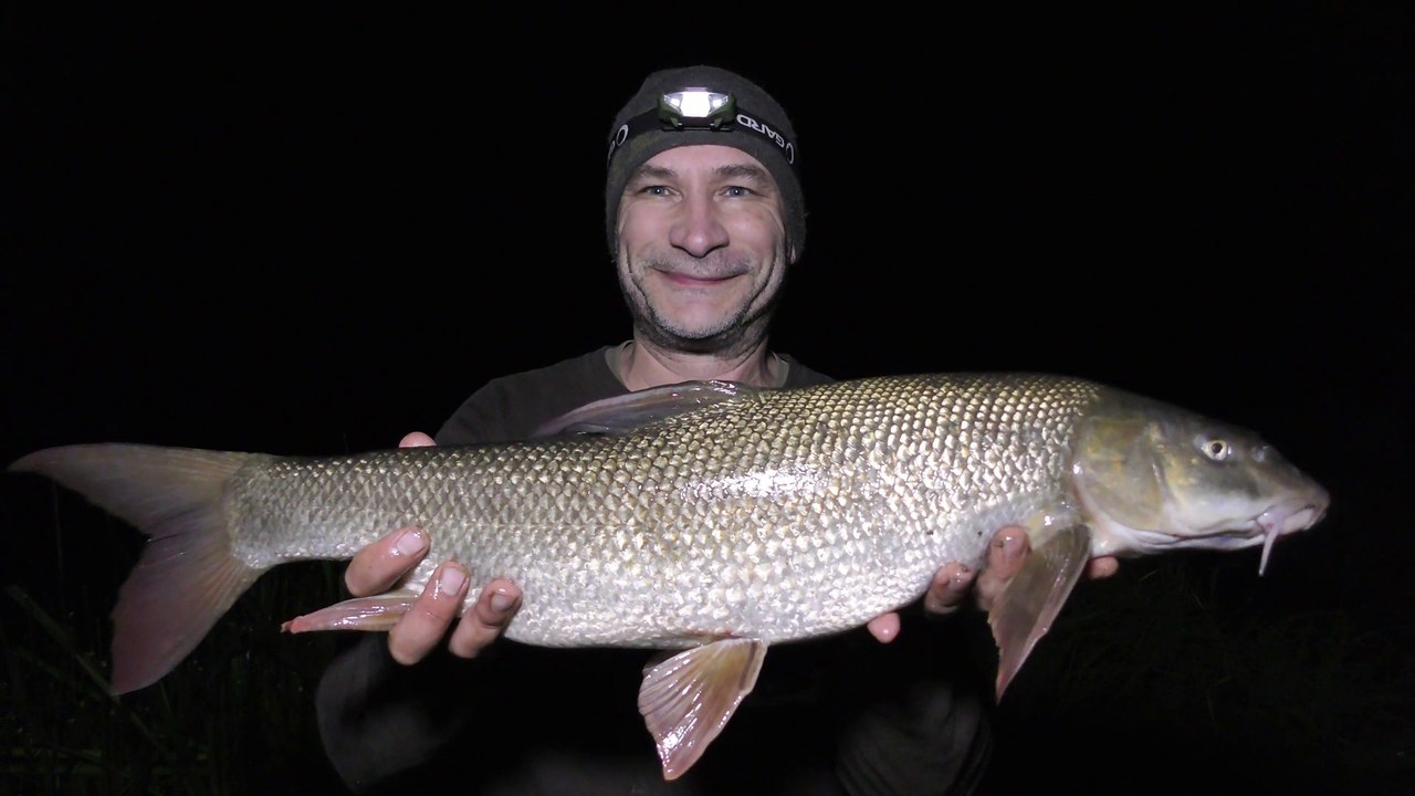 Perch, Chub & Barbel Fishing - A Perfect Evening On The Warwickshire Avon - 31/8/18 (Video 83)