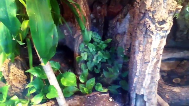 Mount Rushmore South Dakota Trip Part 8