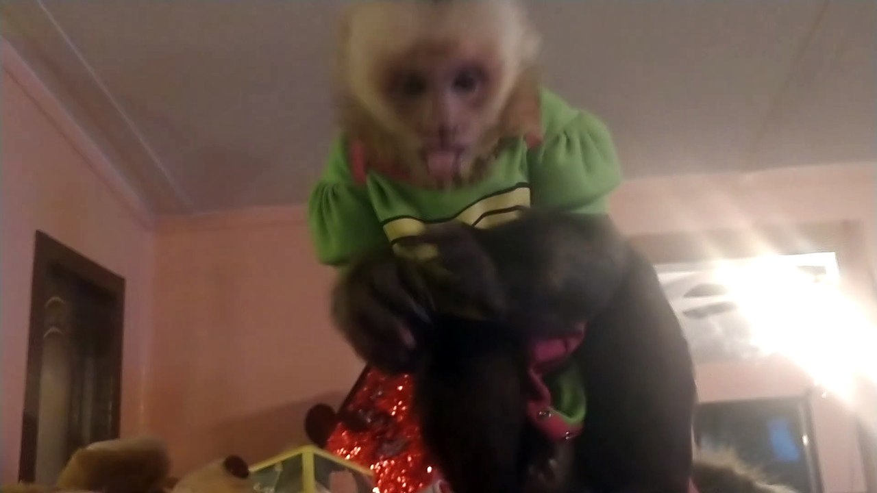 Monkey Milk Mischief