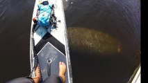 Friendly Manatee Visits Paddle Boarders