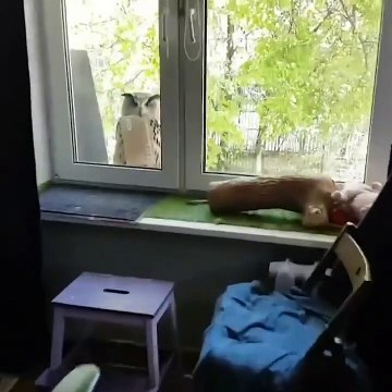 Cette chouette a une lettre.. Comme dans Harry Potter !