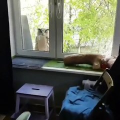 Cette chouette a une lettre.. Comme dans Harry Potter !