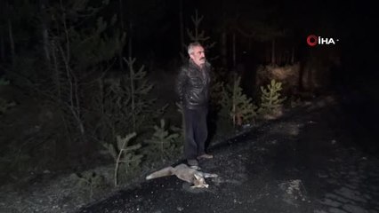 Ormanlık Alanda Elleriyle Beslediği Tilkisine Otomobil Çarptı