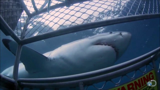 Un énorme requin blanc s'en prend à une cage de plongée. Fou