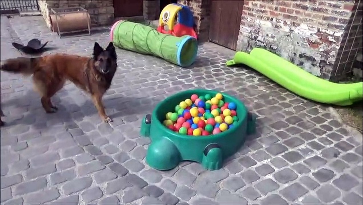 Elevage de Bergers Belges LA CKALIKSOU, Nichée 2017