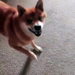 Dancing Dog with Fancy Feet